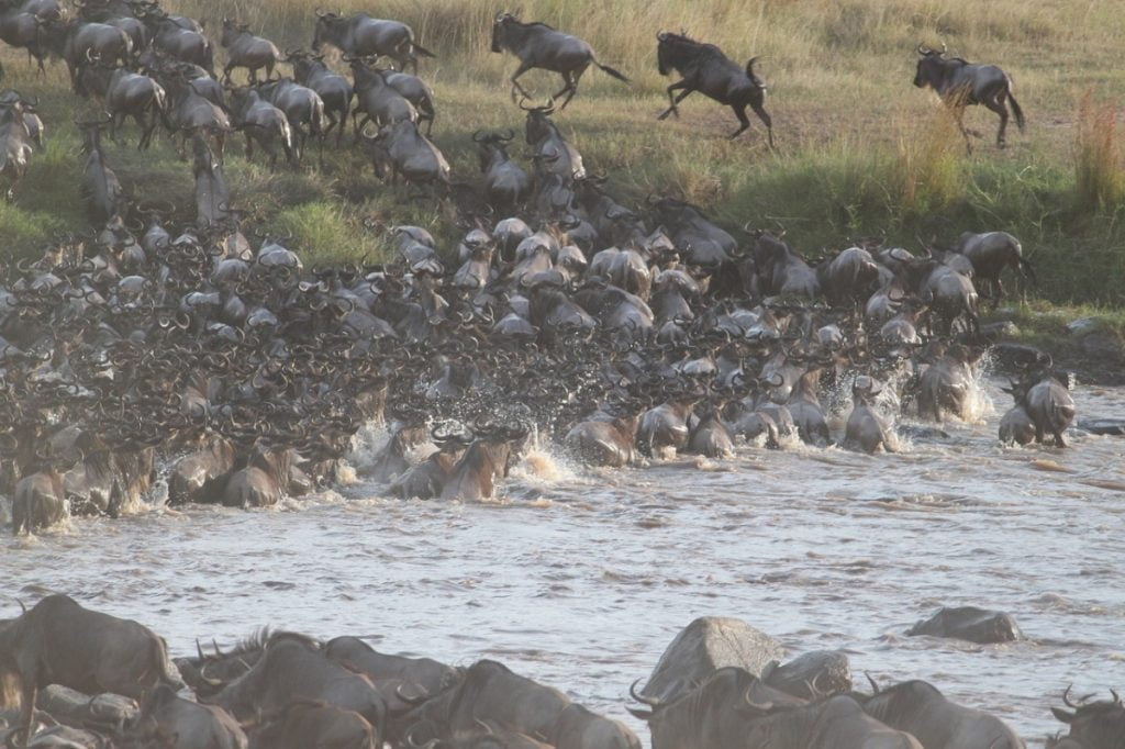 Great migration wildebeest crossing a river 