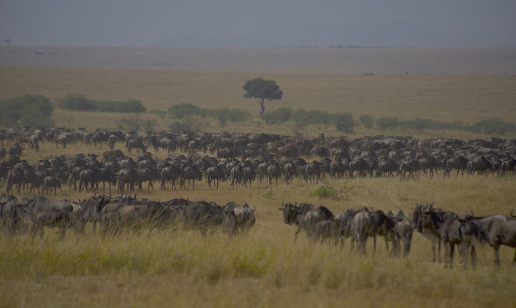 wildebeest-great-migration-safari-1
