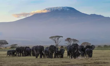 Amboseli photo safari elephants