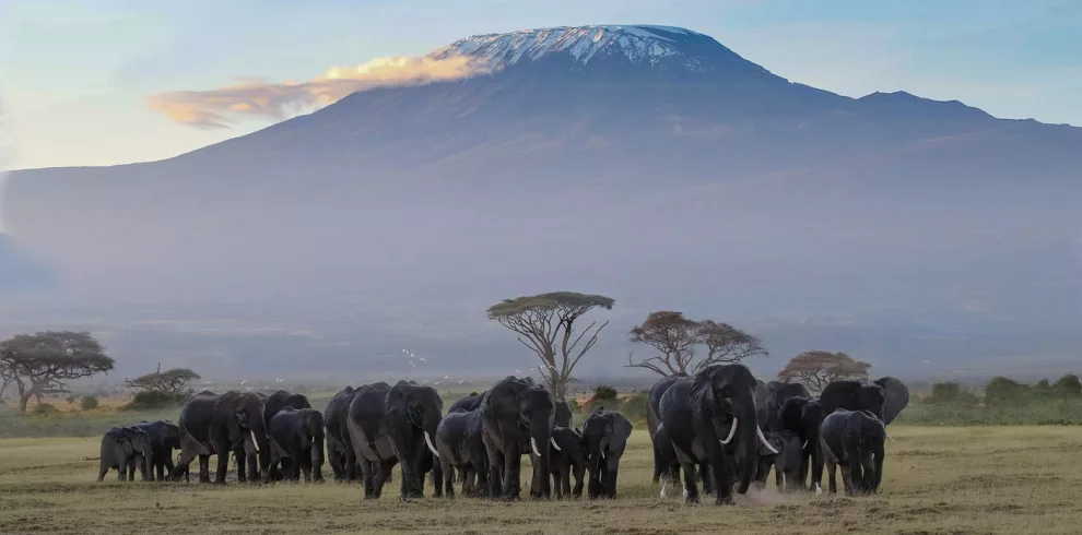 Amboseli photo safari elephants