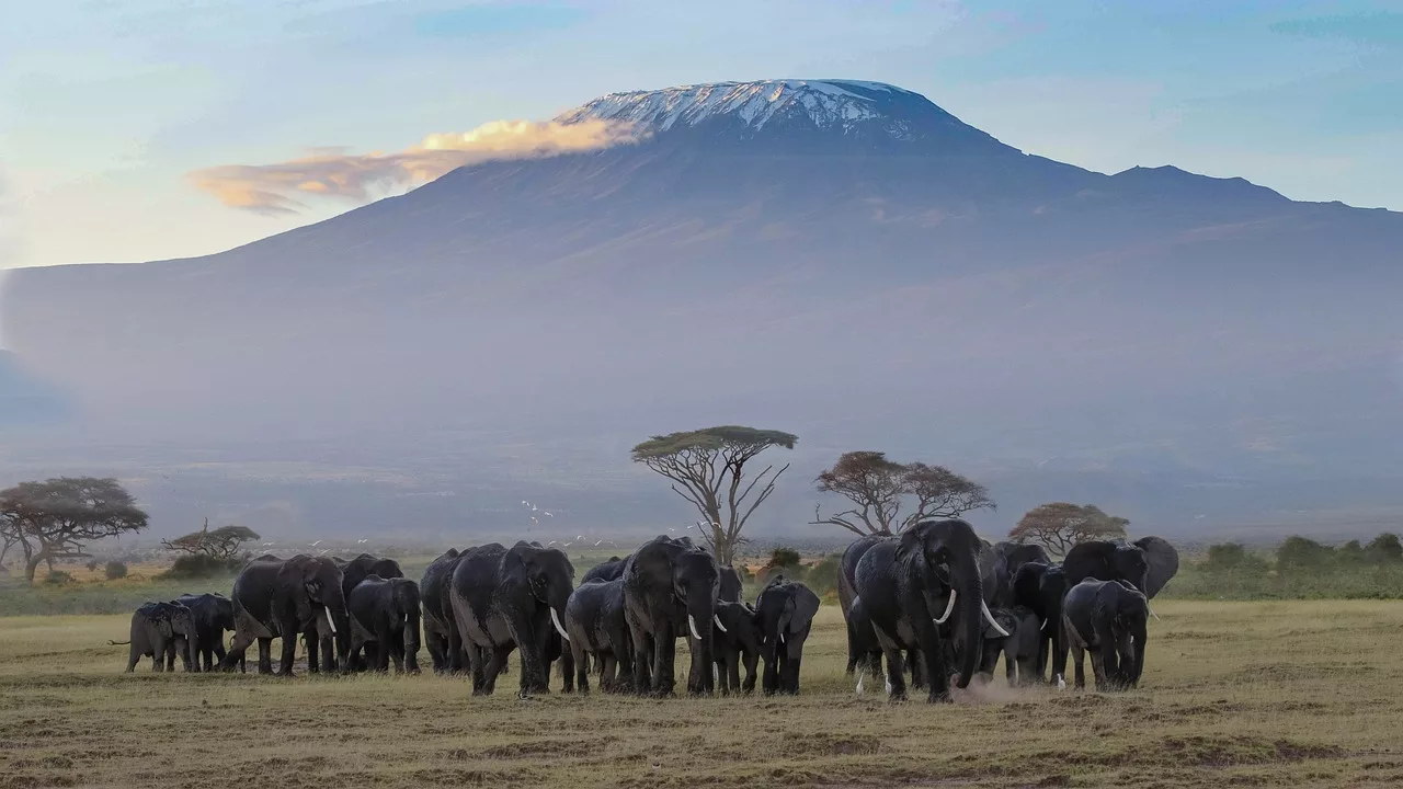 Amboseli photo safari elephants