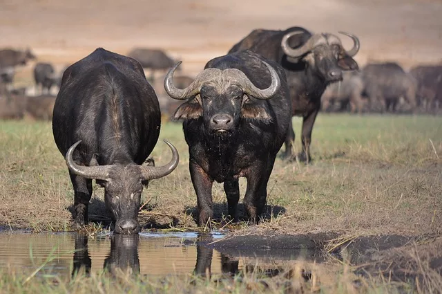 African buffalo