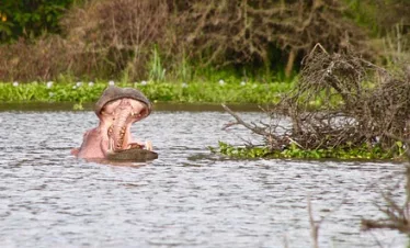 LAKE NAIVASHA ISLAND