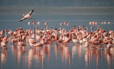 Lake Nakuru National Park