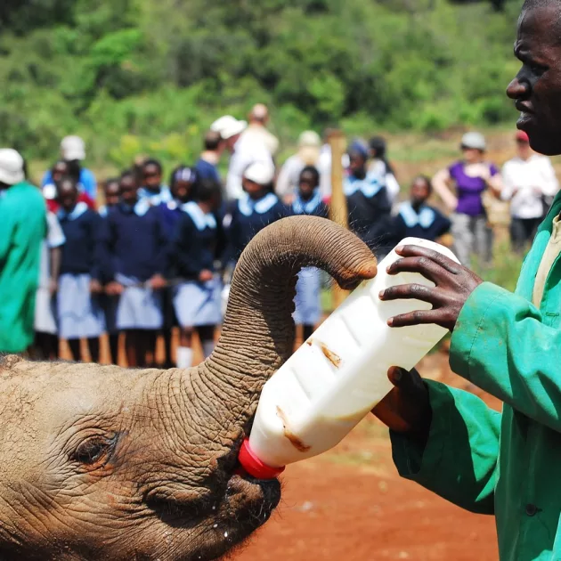 baby elephant orpharnage in Kenya