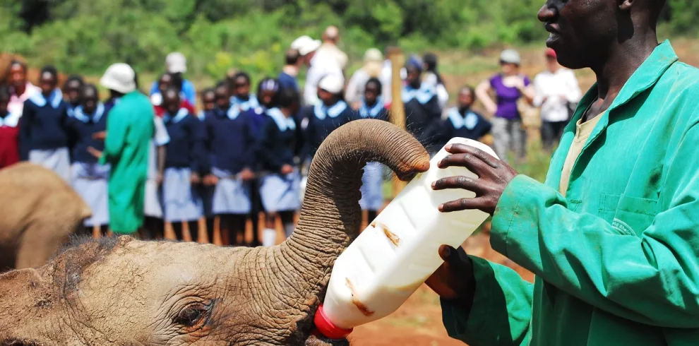 baby elephant orpharnage in Kenya