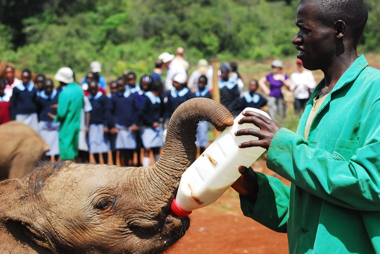 baby elephant orpharnage in Kenya
