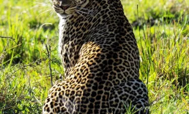 big cat safari Kenya