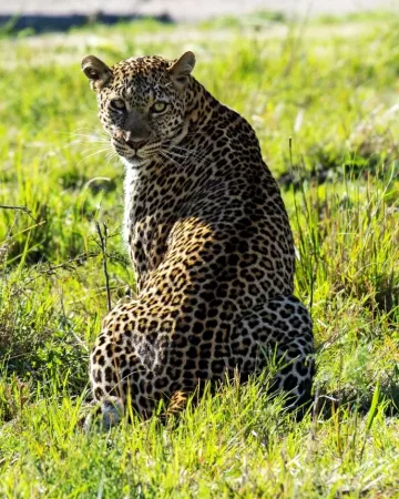 big cat safari Kenya