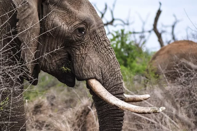 elephants ivory