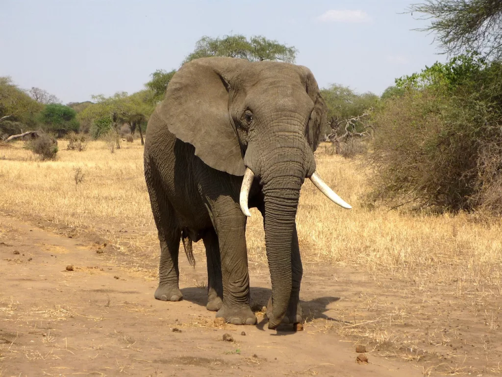 elephant in Africa Kenya