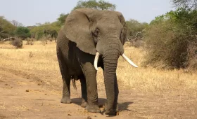elephant in Africa Kenya