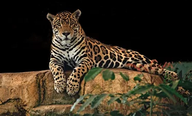 jaguar-big-cats