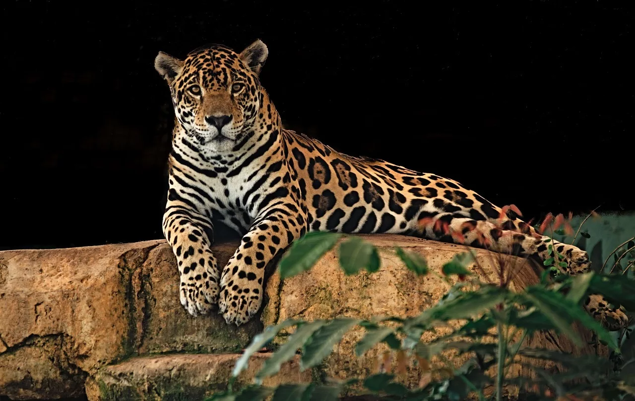 jaguar-big-cats