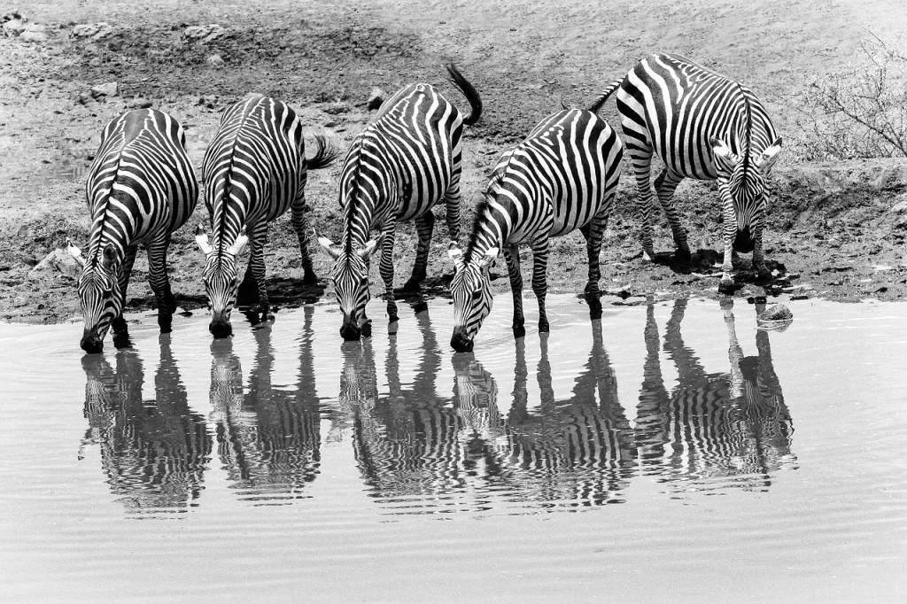 Kenya photo safari