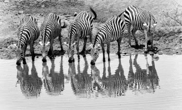 Kenya photo safari