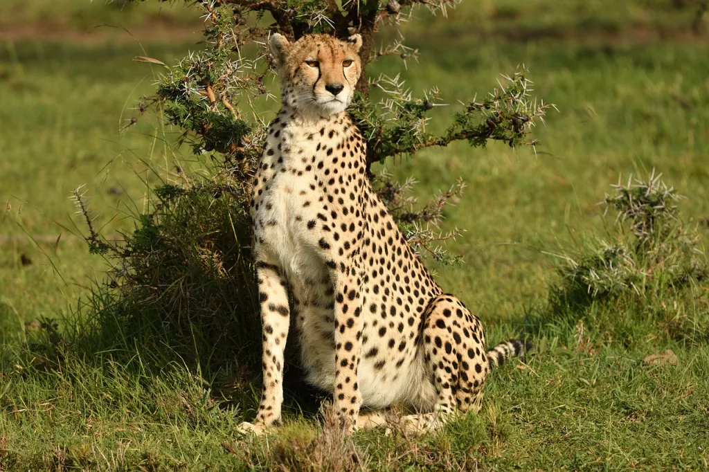 Kenya photo safari - cheetah