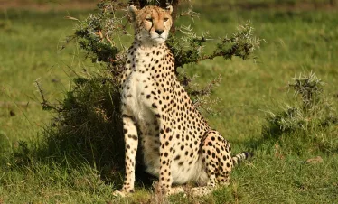 Kenya photo safari - cheetah