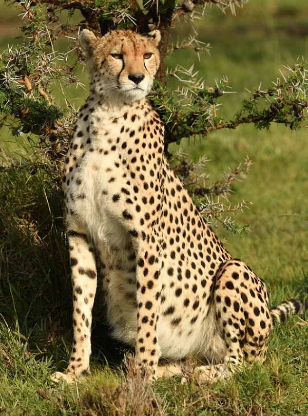 Kenya photo safari - cheetah