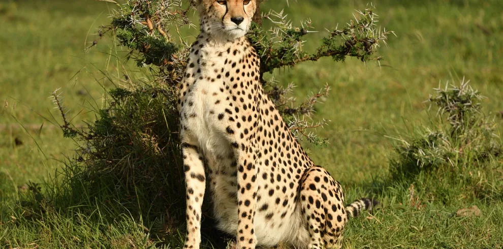 Kenya photo safari - cheetah