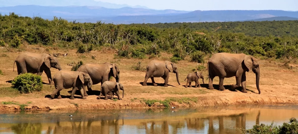 Kenya safari trips vacation