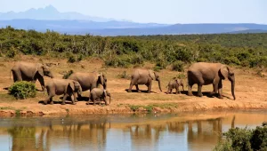 Kenya safari trips vacation