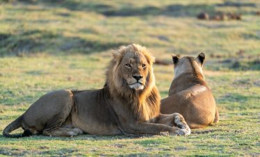 Kenya safari trips holidays
