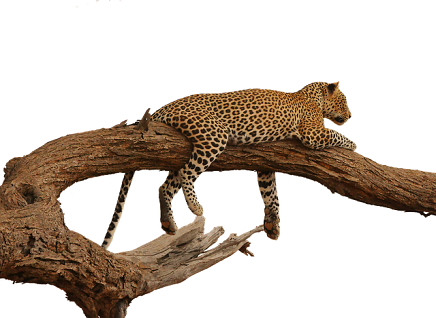 leopard Kenya safari