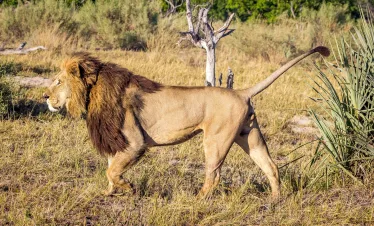 the big cat in masai mara