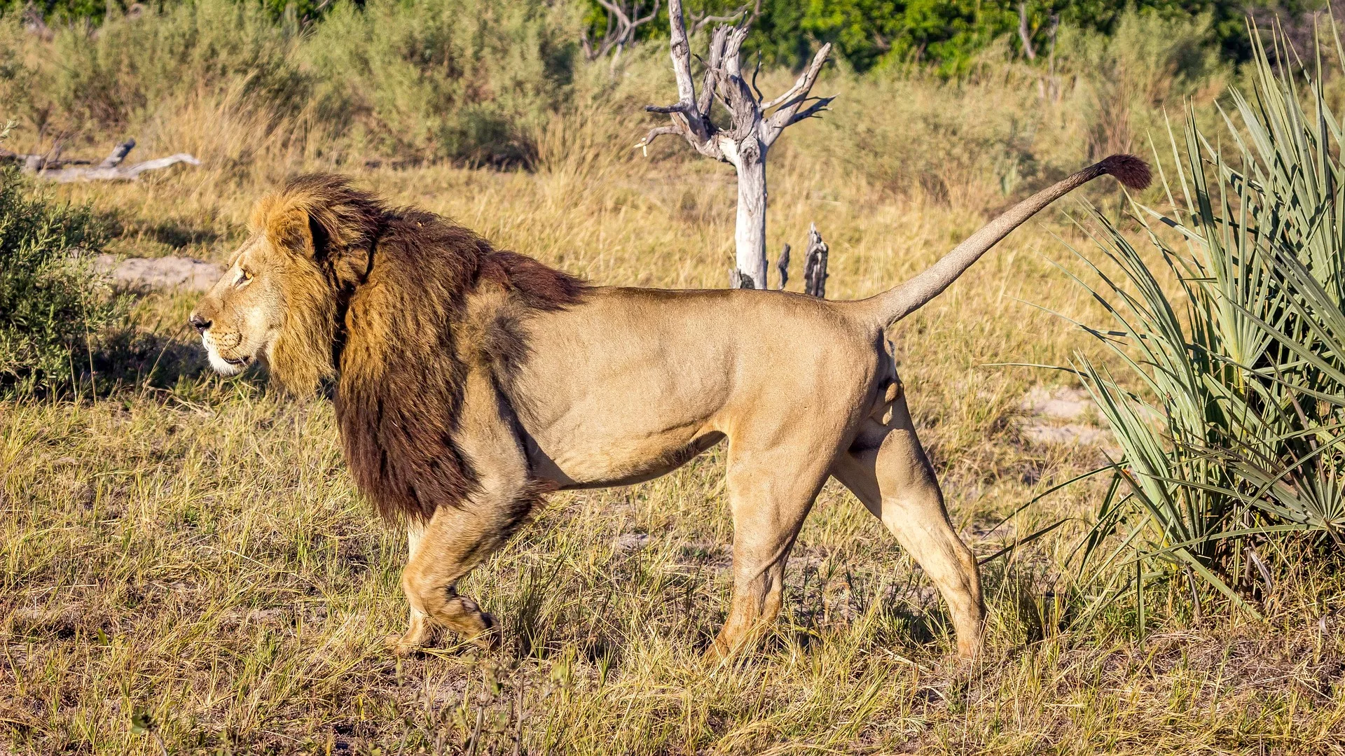 the big cat in masai mara