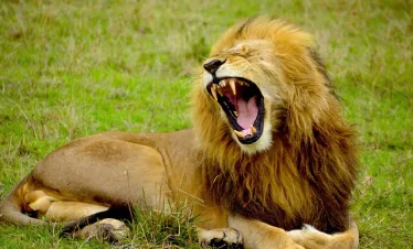 lion-safari-mara