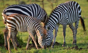 masai mara safari-3 days Kenya