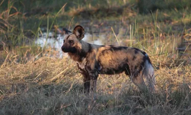painted-dog-africa-wild-dog