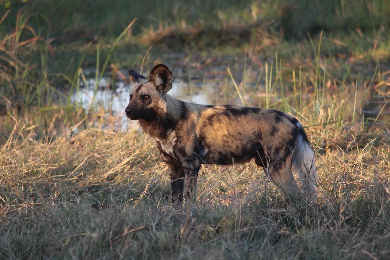 painted-dog-africa-wild-dog