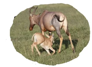 masai Mara animals in Kenya