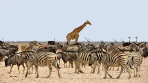 Samburu national park