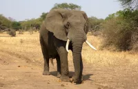 elephant in Africa Kenya