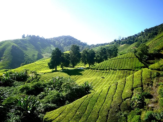 tea plantation Kenya
